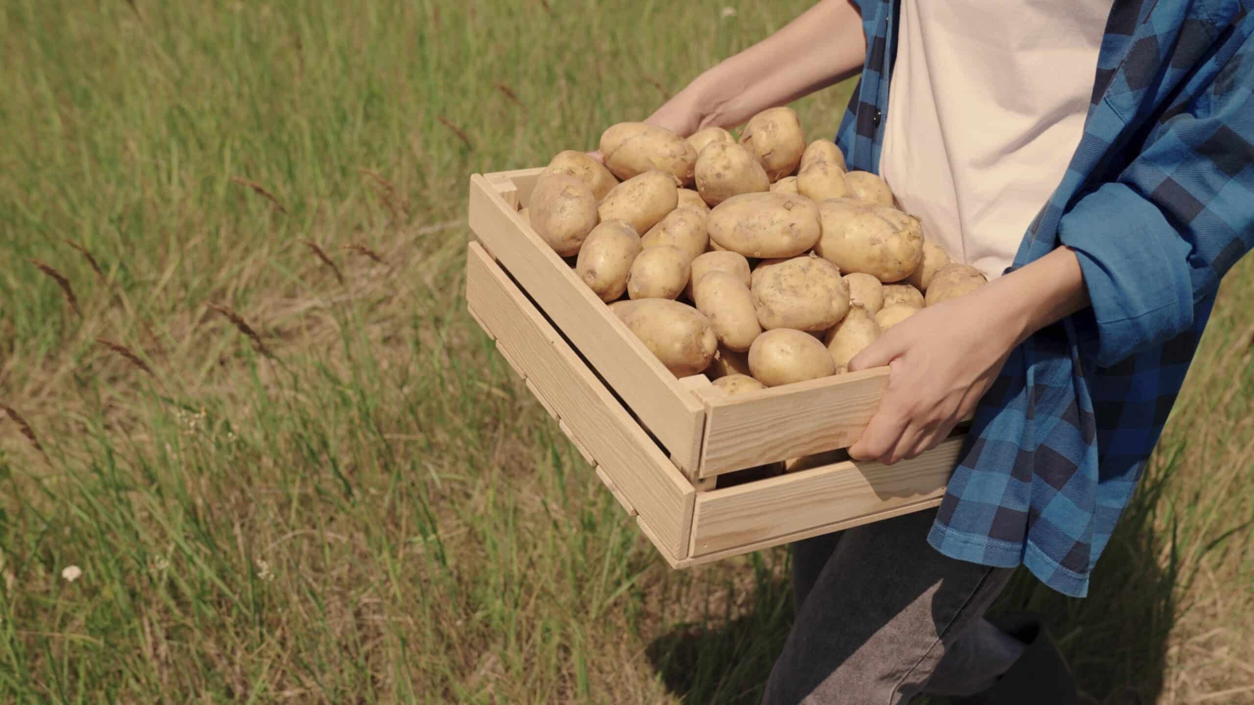 Personne en chemise à carreaux bleus tenant une caisse en bois remplie de pommes de terre fraîchement récoltées dans un champ d'herbe.