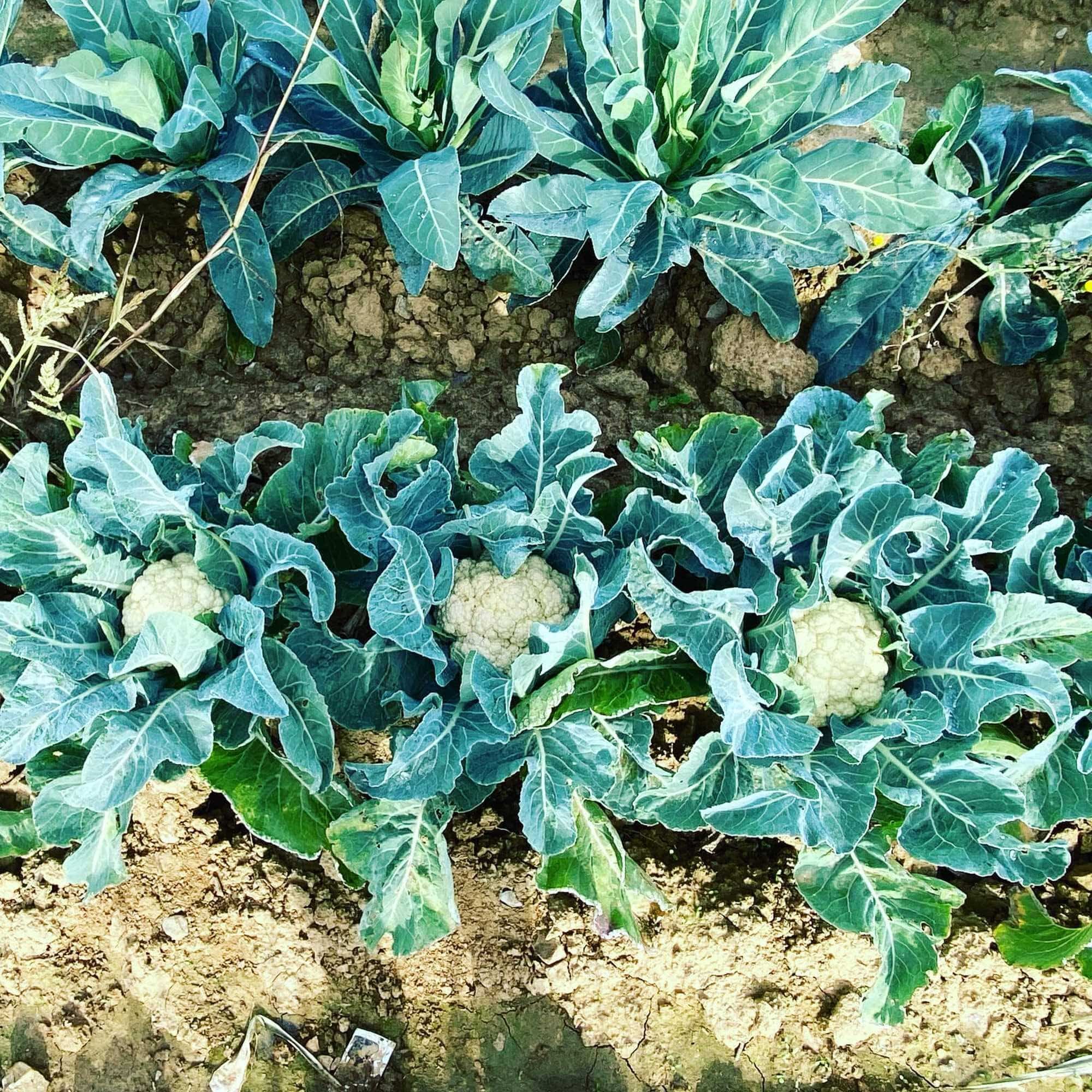 Choux-fleurs blancs mûrs entourés de grandes feuilles vert-bleu, poussant dans un sol brun et sec.