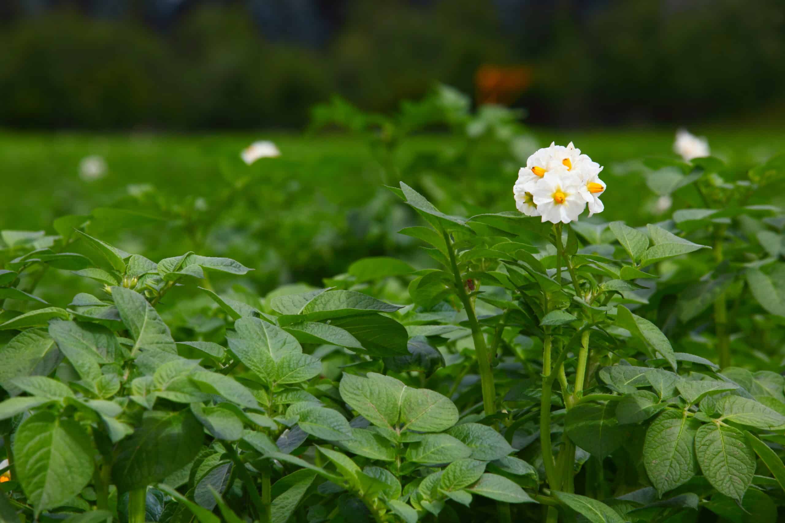 Fleur blanche et jaune d'un plant de pomme de terre en pleine croissance dans un champ vert.