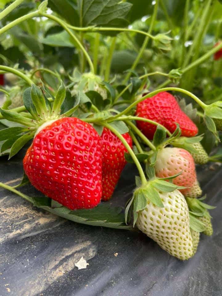 Gros plan sur des fraises rouges mûres et des fraises blanches/rosées immatures sur un paillis de plastique noir dans un champ.