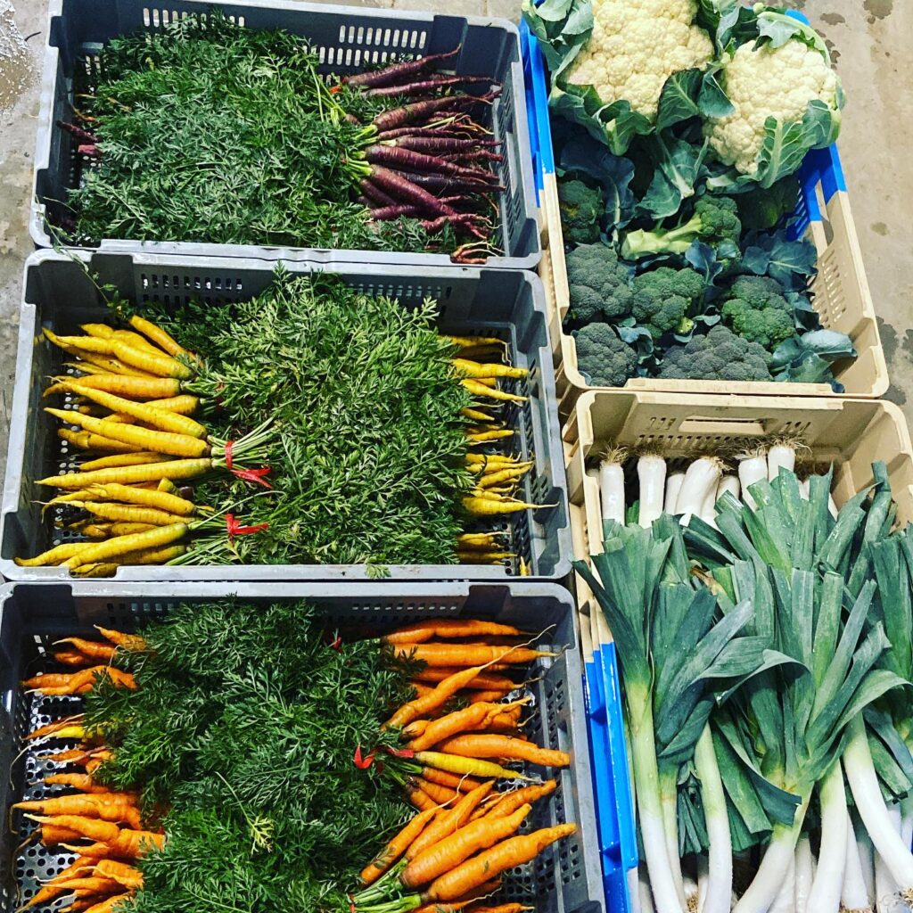 Caisses de légumes frais : carottes violettes, jaunes et oranges avec fanes, brocolis, choux-fleurs et poireaux.