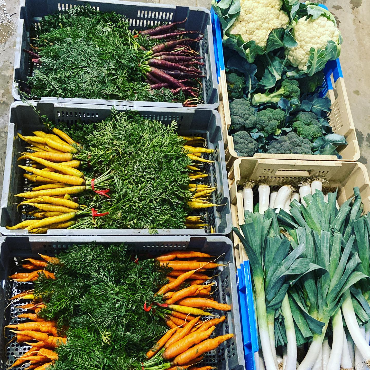 Caisses de légumes frais : carottes violettes, jaunes et oranges avec fanes, brocolis, choux-fleurs et poireaux.