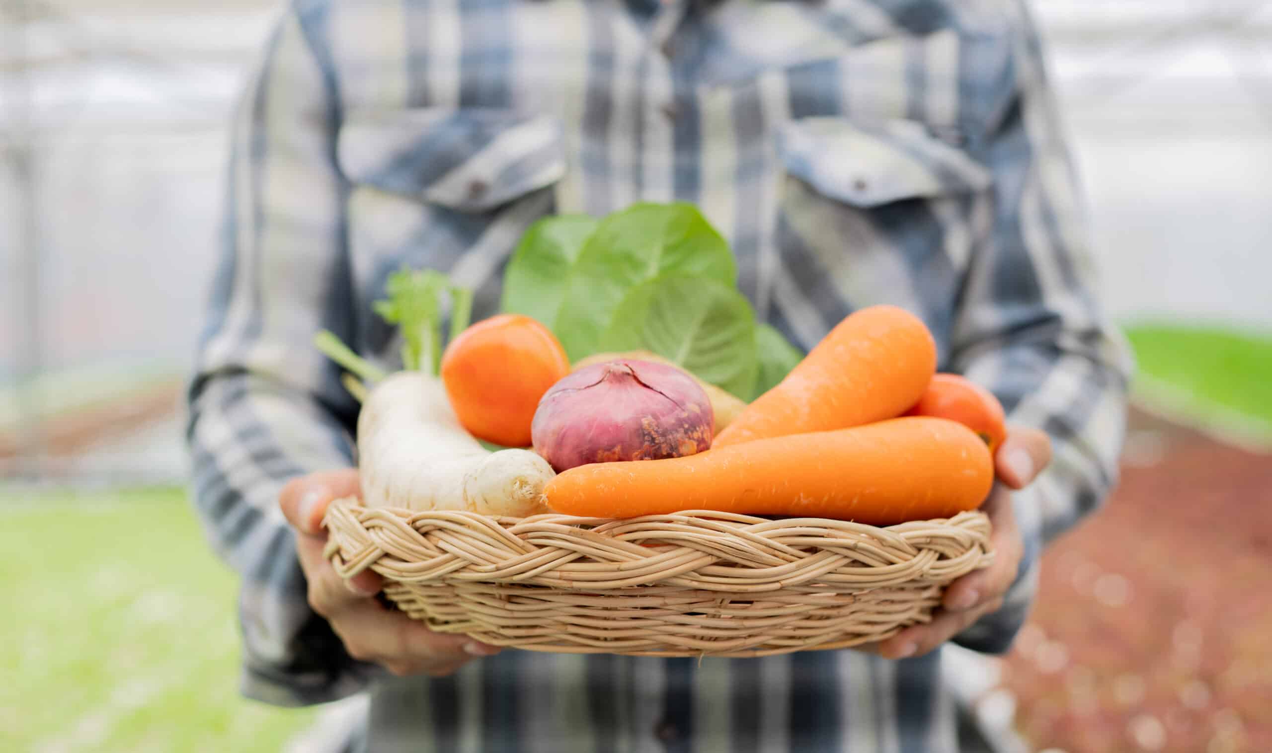 Fermier en chemise à carreaux présentant un panier en osier de légumes frais : carottes, tomate, oignon rouge, radis et laitue, dans une serre.