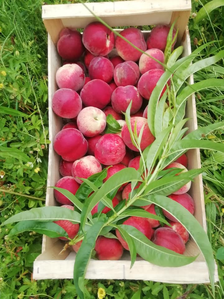 Gros plan sur une caisse en bois remplie de pêches rouges et roses mûres, décorée d'une branche de pêcher aux longues feuilles vertes.