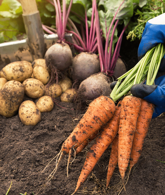 Main gantée récoltant des carottes fraîches, à côté de betteraves et de pommes de terre fraîchement sorties de terre.