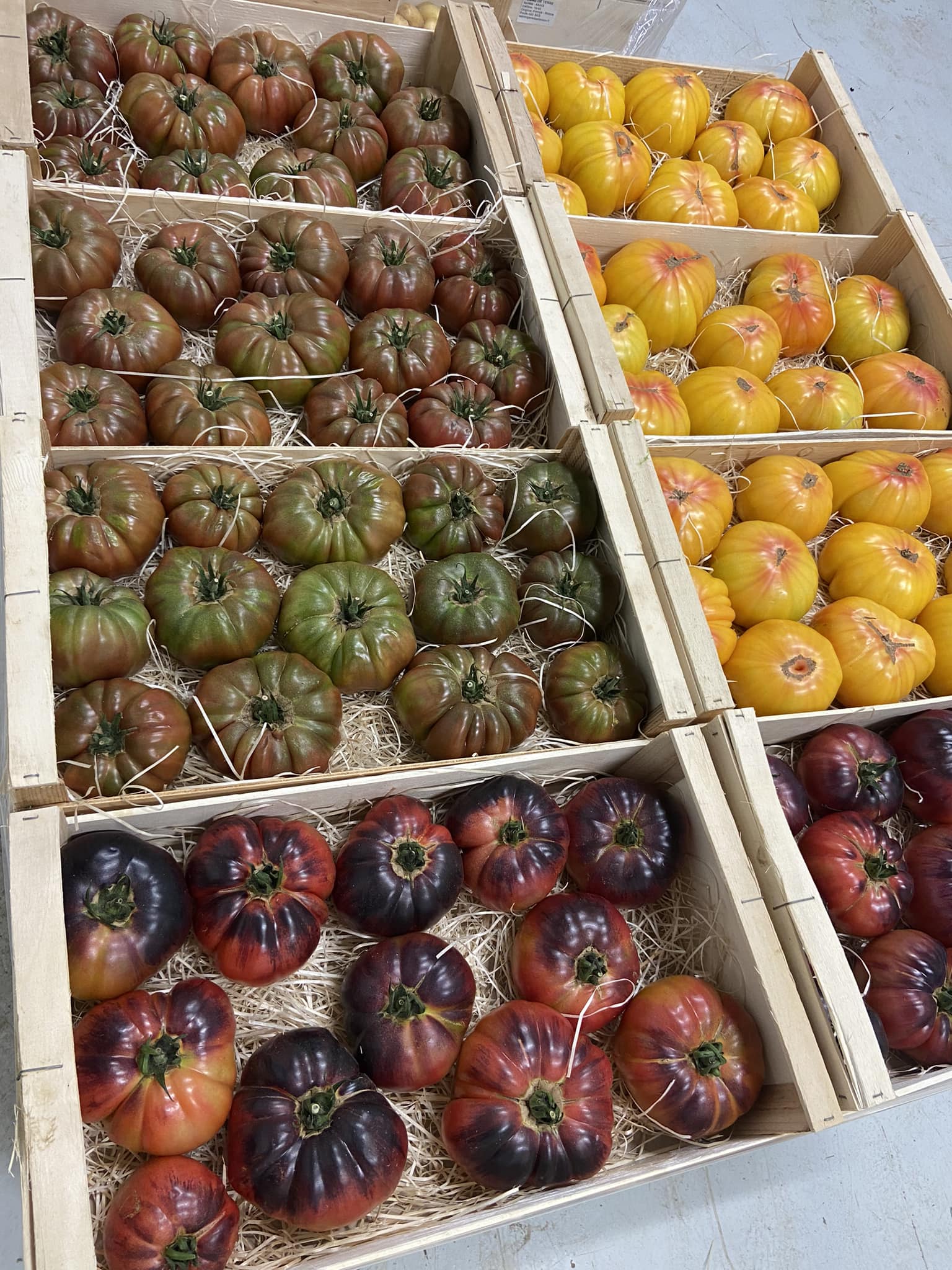 Cagettes en bois remplies de tomates anciennes variées : brunes/vertes, jaunes/oranges, et rouges/pourpres foncées, posées sur de la paille.